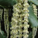 Garrya elliptica 'Jame Roof' fleur